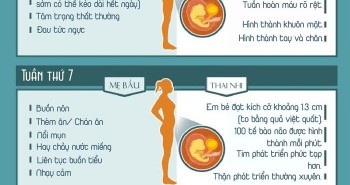 Sự thay đổi thú vị ở cơ thể mẹ bầu và bào thai qua từng tuần (P1)
