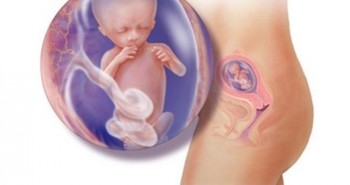 Cận cảnh sự lớn lên của em bé trong bụng mẹ mỗi tuần (P2)