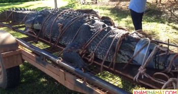 Bắt được cá sấu "khủng" 60 tuổi, nặng đến 600kg sau 8 năm tìm kiếm