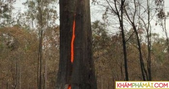 Thân cây lớn cháy rực từ bên trong