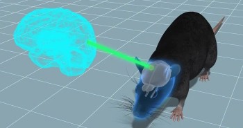 Thí nghiệm cấy ghép não: Sự phát triển của mô não người gây ra những thay đổi hành vi ở chuột