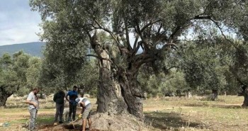 Cây olive 3.000 năm tuổi vẫn ra quả