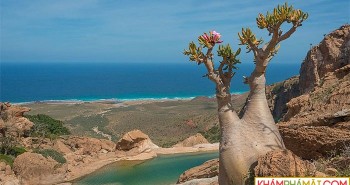 Khám phá đảo Socotra - Nơi có cây độc đáo bậc nhất hành tinh