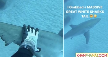 Thợ lặn thiếu niên may mắn thoát chết khi chạm trán với cá mập trắng lớn