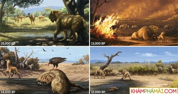 Cháy rừng cách đây 13.000 năm đã khiến cho hổ răng kiếm, sói dire và nhiều loài khác tuyệt chủng