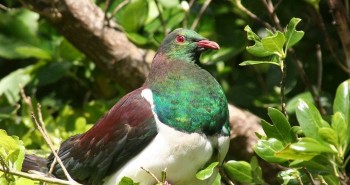 Vì sao loài chim bồ câu gỗ New Zealand được mệnh danh là "những gã say xỉn trên trời"?