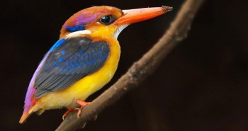 Những chú chim rực rỡ sắc màu nhất thế giới