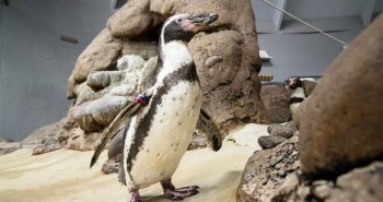 Chim cánh cụt già nhất thế giới qua đời vì tuổi cao sức yếu