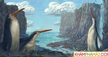 Phát hiện chim cánh cụt khổng lồ cổ đại cao bằng con người