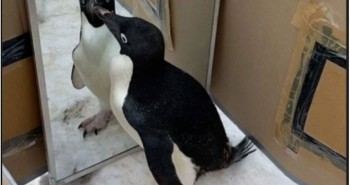 Điều gì xảy ra khi chim cánh cụt tự nhìn vào gương?