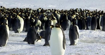 Ảnh vệ tinh tiết lộ đàn chim cánh cụt cực hiếm