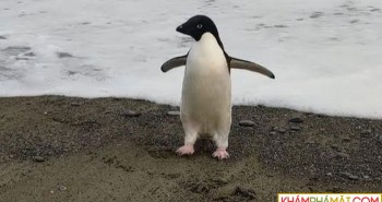 Chú chim cánh cụt đi lạc 3.000km từ Nam Cực tới New Zealand