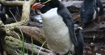 Bí ẩn về loài chim cánh cụt sống trong rừng, tắm 3 tiếng mỗi ngày