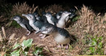 Quạ ăn thịt chim cánh cụt trên hòn đảo Australia