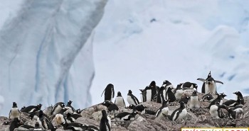 Đoàn làm phim đắp dốc cứu đàn chim cánh cụt rơi xuống hẻm núi