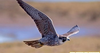 Chim cắt lớn - loài chim bay nhanh nhất thế giới