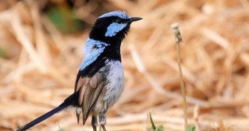 Loài chim học "ngôn ngữ" mới bằng cách nào?