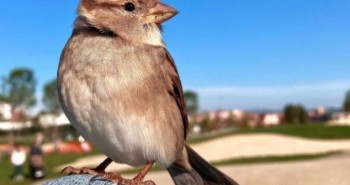 Xôn xao chú chim sẻ quyến luyến không rời chủ, có tài khoản mạng xã hội hàng nghìn người theo dõi