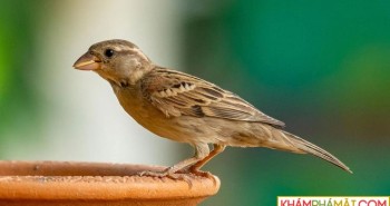 Vì sao chim sẻ ăn hạt nhưng nuôi con bằng sâu?
