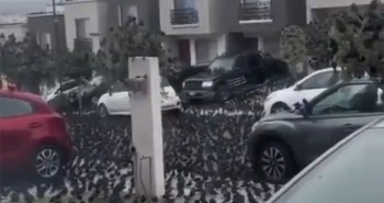 Hàng ngàn con chim chen chúc trên đường phố gây tin đồn ngày tận thế