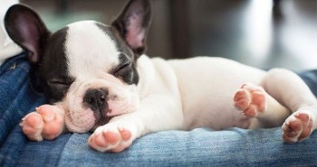 Tại sao một số động vật lại ngủ quá nhiều?