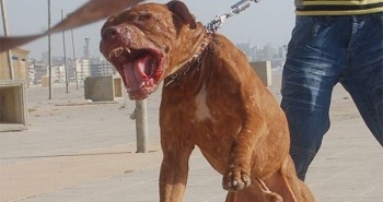 Hàm răng chó Pitbull khỏe cỡ nào mà cắn chết người "như bỡn"?