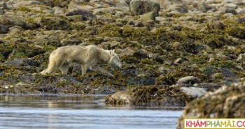 Những con sói ở Alaska đã ăn gì sau khi săn hết tất cả những con nai?