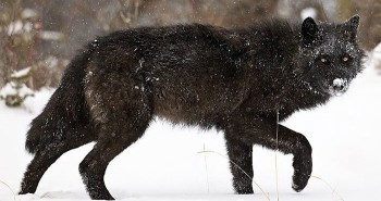 Virus khiến lông sói đổi màu ở Bắc Mỹ