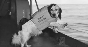 Điều thú vị về những chú chó trên các tàu Hải quân Mỹ