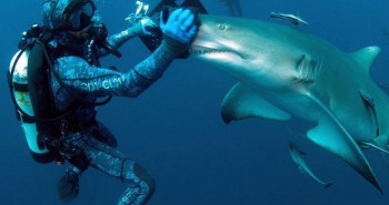 Cận cảnh khoảnh khắc hiếm có khi các thợ lặn chơi đùa với “sát thủ đại dương”