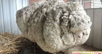 Sự ra đi của chú cừu Chris nổi tiếng về bộ lông khổng lồ nhất thế giới
