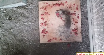 Chuột mò vào bẫy đánh chén ớt cay nhất thế giới