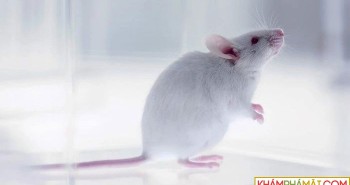 Thí nghiệm chú chuột cô đơn