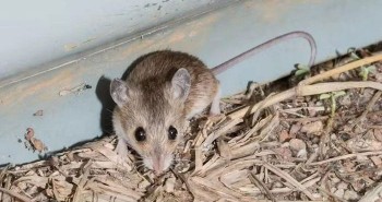 Các nhà khoa học Australia phát hiện thêm hai loài chuột bản địa tí hon