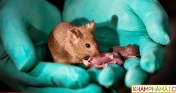 Chuột con sinh ra từ hai con chuột đồng tính