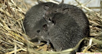 Loài chuột kỳ lạ hay "thí" luôn da cho kẻ săn mồi