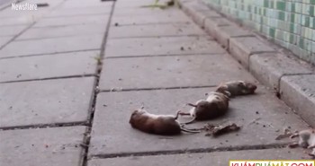Hàng trăm con chuột nhảy cầu “tự sát“ bí ẩn ở Hà Lan