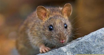 Vì sao nhà khoa học thường dùng chuột làm thí nghiệm?