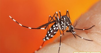 Phát hiện ra cơ chế khác lạ khiến muỗi luôn "đánh hơi" được người