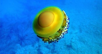 Loài sứa "ngon mắt" nhất đại dương, nhìn hệt như quả trứng