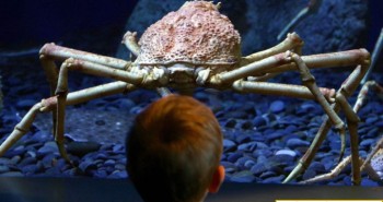 Tại sao động vật biển sâu thường có kích thước khổng lồ?