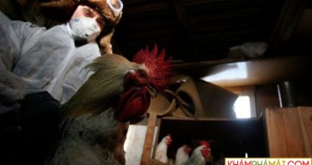 Nga phát hiện loại cúm H5N8 mới lây từ động vật sang người