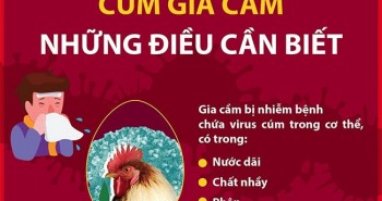 Cúm gia cầm H3N8 lây sang người nguy hiểm đến mức nào?