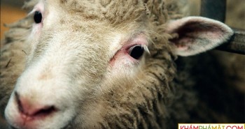 Sau cừu Dolly, tại sao vẫn chưa nhân bản con người?