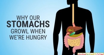 Vì sao bụng phát ra tiếng kêu khi đói?