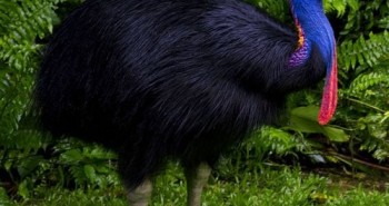 Loài chim nguy hiểm nhất thế giới được sách kỷ lục Guiness ghi nhận
