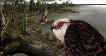 Tìm thấy hóa thạch loài đại bàng ngự trị bầu trời 25 triệu năm trước
