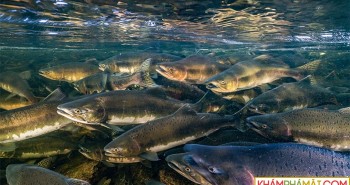 Các quần thể cá nước ngọt di cư giảm hơn 80% kể từ năm 1970