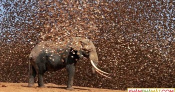 Điều gì sẽ xảy ra nếu 200.000 con chim sẻ điên châu Phi đồng loạt tấn công voi?