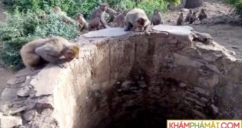 Đàn khỉ cứu mạng báo rơi xuống giếng ở Ấn Độ